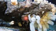 The third International Union for Conservation of Nature (IUCN) expedition to explore seamounts was made to Walters Shoal south of Madagascar — last April. The three-week-long expedition aboard the French Polar Institute’s research vessel Marion Dufresne explored the fauna of […]