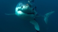 It was a moment that shook the surf world: A fin slowly approached a blissfully unaware surfer — and then the thrashing started. It happened two years ago, during a surf contest in South Africa. Fortunately, long-time pro Mick Fanning […]