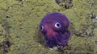 You may have seen a ridiculously cute googly-eyed squid or mysterious purple orb pop up on your Facebook feed or a news broadcast at some point this past year. If something cool rises from the deep, chances are it was […]