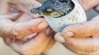 With impressive speed in the water and the animal kingdom’s most forceful bite, this scaly predator is a natural wonder. 1. The diet of saltwater crocodiles shifts from crustaceans and fishes when young to birds, sea turtles and mammals including […]
