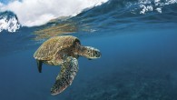Honu — as sea turtles are known in Hawaii — are a symbol of good luck, wisdom and longevity. Ask anyone with a C-card and you’ll hear that a green sea turtle is the sign of a good dive just […]