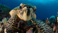 In an effort to save thousands of endangered sea turtles, the Obama administration issued proposed rules that would require U.S. shrimping boats to use Turtle Excluder Devices or TEDs — metal grates inserted into their nets which allow the turtles […]
