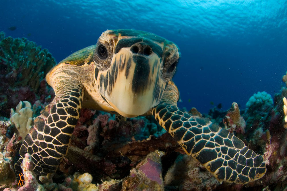 In an effort to save thousands of endangered sea turtles,