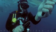 Skyler Thomas and his team at White Shark Video believe that the wrong message about sharks reaches a larger audience than the right message. So he resorted to cutting his wrist on a shark dive to prove a point. White […]