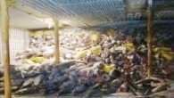 Ekvador’un, Galapagos Adaları’nda nesli tükenmekte olan köpek balıklarını avladıkları şüphesiyle ‘M/V Fu Yuan Yu Leng 999’ kargo gemisinin mürettebatı gözaltına alındı. BBC’nin haberine göre, aralarında çekiç başlı köpek balığı gibi koruma altına alınan türlerin de olduğu, çoğu köpek balığı yaklaşık […]
