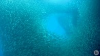 Why do fish school? It’s a question that divers often ask and researchers persistently work to answer. Iain Couzin and his fellow researchers at the Max Planck Institute for Ornithology at the University of Konstanz are using advanced, high-speed video […]