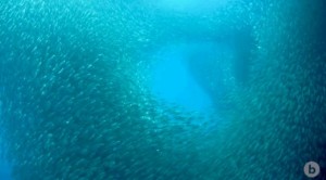 Why do fish school? It’s a question that divers often