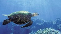 Çin’de deniz kaplumbağalarının Hainan Adası’na tekrar dönmeleri için çalışmalar sürdürülüyor. Çin’in güney ucundaki eyaleti olan Hainan Adası, doğal güzelliği ve sunduğu doğal yaşam olanakları nedeniyle, eskiden beri “Çin’in Hawaii’si” şeklinde anılıyor. Ancak buraya yumurtalarını bırakmak üzere gelen nadir türlerden deniz […]