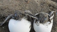 Kuşadası’nda son üç günde 51 Caretta Caretta yavrusu denizle buluştu. Kuşadası’nda tam anlamıyla Caretta Caretta seferberliği yaşanıyor. Son üç gün içinde Kuşadası sahillerinde yumurtalarından çıkan 51 Caretta Caretta yavrusunun denizle buluşması tamamlandı. Türkiye’de deniz kaplumbağası yuvalama bölgeleri dışında kalmasına rağmen […]
