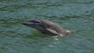 SARASOTA, FL (WWSB) – It has been a record year for dolphin calves. The Sarasota Dolphin Research Program, a Chicago Zoological Society program has been documenting the dolphin population that lives in and around Sarasota Bay, in collaboration with Mote […]