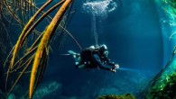 The key to effortless neutral buoyancy under water takes place on the surface: deciding how much weight to wear. How much is too much? Too little? Use this test to find the right ballast. STEP 1: Estimate the Weight You’ll […]