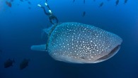PROJECT AWARE NEWS By Project AWARE 28 AUGUST 2013 | 12:11 AM Marine debris is choking marine life. Every year tens of thousands of marine animals and seabirds are killed and injured from eating or getting tangled up in our […]