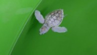 Caretta carettaların önemli üreme merkezlerinden olan Muğla’nın Ortaca ilçesi Dalyan Mahallesi’ndeki İztuzu Plajı’nda, gönüllüler tarafından bulanan Albino deniz kaplumbağası yavrusu koruma altına alındı. Deniz Kaplumbağaları Rehabilitasyon ve Bakım Merkezi’nde (DEKAMER) bulunan görevliler, yavru çıkışlarının devam ettiği gece saatlerinden sabaha kadar […]