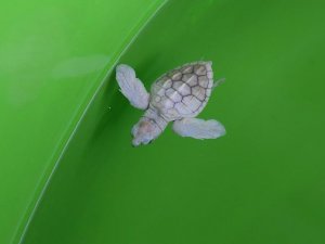 Caretta carettaların önemli üreme merkezlerinden olan Muğla’nın Ortaca ilçesi Dalyan
