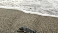 Kuşadası’nda tam anlamıyla caretta caretta seferberliği yaşanıyor. Son üç gün içinde Kuşadası sahillerinde yumurtalarından çıkan 51 caretta caretta yavrusunun denizle buluşması tamamlandı. Türkiye’de deniz kaplumbağası yuvalama bölgeleri dışında kalmasına rağmen son yıllarda caretta carettaların yumurtlamak için tercih ettiği Kuşadası’ndaki yavruların […]