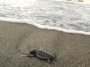 Kuşadası’nda tam anlamıyla caretta caretta seferberliği yaşanıyor. Son üç gün