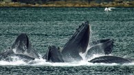 A pod of humpback whales were bubble net feeding at night in Southeast Alaska when one of the whales struck a small cruise ship anchored in Holkham Bay and became tangled in the anchor line. The Wilderness Explorer, a 186-foot […]