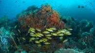 Have you been looking to take a diving holiday in Indonesia and are feeling overwhelmed with the choices and different locations? Should you do land based or live aboard? What are the best times of year for the different areas? […]