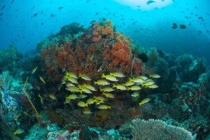 Have you been looking to take a diving holiday in