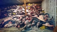 A large ship carrying thousands of sharks was halted in the Galapagos National Park by park rangers and members of the Ecuadorian navy last week. It’s believed that the Chinese vessel — Fu Yuan Yu Leng 999 — was involved […]