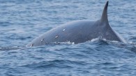 Boat captain Ryan Lawler looked at the rarely seen Bryde’s whale through his lens and noticed something unusual. Pink flesh dotted the whale’s dark skin, fresh wounds. One wound, in a circle, was visible on the top of the whale […]