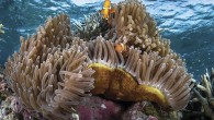 “Don’t poke the bombs.” Eight divers titter as we settle into our liveaboard’s spacious interior salon, where briefings are augmented by maps and critter lists displayed on a big-screen TV. In capital letters topping the map of a Tulagi harbor […]