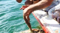 Muğla’nın Milas ilçesinde teknesiyle açılan balıkçı, kıyıdan yarım mil açıkta bir dubanın suya batıp çıktığını fark etti. Merak edip dubaya yaklaşan balıkçı bir caretta caretta’nın yüzgecinden dubaya misina ile bağlanmış olduğunu fark etti. Kurtulmak için mücadele veren deniz kaplumbağasını arkadaşlarının […]