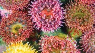 Recently I started scuba diving more in local waters, strolling down memory lane to when my scuba gear still had training wheels on it. Remembering, re-experiencing what first attracted me to cold Washington waters — the explosion of life, the […]