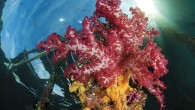 1. Arborek Jetty, Indonesia You don’t need to be a photographer or even a muck lover to appreciate Arborek Jetty off West Papua, Indonesia, part of the famed Raja Ampat archipelago. Look to blue water for passing manta rays, plus […]