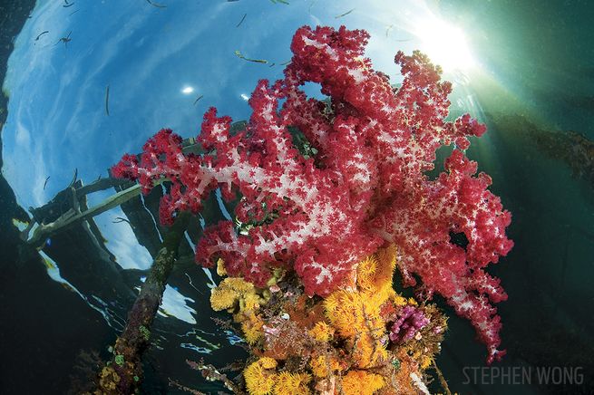 1. Arborek Jetty, Indonesia You don’t need to be a