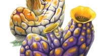 1 ) Tunicates are also commonly known as ascidians or sea squirts because, when removed from the water, they contract and expel water that was circulating in the body. Pelagic tunicates are known as salps. 2 ) A tiny amphipod […]