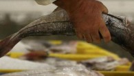 It’s not really unusual for deep-sea fishermen to come across bizarre creatures. However, some things are so odd that they can leave even the most professional fishermen scratching their heads. Case in point: Recently, two men in Primorsky Krai in […]