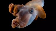 Swimming gracefully through the depths of the world’s oceans, dumbo octopuses capture our imagination. These 14 species of umbrella octopuses flap large ear-like fins, located on either side of the head, to propel themselves along, resembling the Disney cartoon character […]