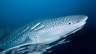 People flock from all over the world to snorkel with whale sharks, in places as diverse as Isla Contoy, Mexico, Cenderwasih Bay, Indonesia, and Ningaloo Reef, Western Australia. In order to help with conservation efforts to help protect whale sharks, […]