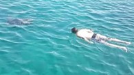 Muğla’nın Marmaris İlçesi’ndeki Kadırga Koyu’nda tekne turlarıyla gezip denize girenler Caretta Caretta ile yüzdü. Bodrum’da Caretta Caretta cinsi deniz kaplumbağasının yüzenlere saldırması tedirginlik yaratırken Marmaris’te bugün tam tersi bir durum yaşandı. Günübirlik gezi teknesi ile koyları gezenler, körfez girişinde Kadırga […]