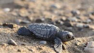 Dünyada nesli tükenme riskiyle karşı karşıya olan caretta carettalar, yuvalama alanı Belek Turizm Merkezi’nde bu yıl 1500 yuvadan 55 bin Caretta Caretta mavi sularla buluşturuldu. Türkiye’deki en büyük yuvalama alanı Belek Turizm Merkezi’nde bu yıl 1500 yuvadan 55 bin Caretta […]
