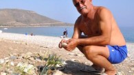 Muğla’nın Datça İlçesi’nde, her yıl eylül ayının 3’üncü haftasından itibaren 1 ay süreyle deniz kenarlarındaki taşlık alanlarda yüzünü gösteren mis kokulu kum zambakları, 11 ay sonra tekrar açtı. Datça’ya 25 kilometre uzaklıkta ve 2 kilometre uzunluğundaki Palamutbükü sahilinin küçük bir […]