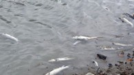 Zonguldak’ın Alaplı ilçesinde ölü balıklar kıyıya vurdu. İlçeden Karadeniz’e dökülen Kavukkavla deresinin yaklaşık 3 kilometrelik alanında çok sayıda sazan balığı öldü. Kavukkavla Mahallesi sakinlerinden Bayram Yapar, gazetecilere yaptığı açıklamada, 6 aydır derede yüzlerce sazan balığının öldüğünü söyledi. Derede çok ağır […]