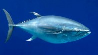 Research into the migratory habits of severely depleted Pacific bluefin tuna populations offers new information about their behavior and insights into how to prevent overfishing of the valuable species. PACIFIC RIM NATIONS met in Busan, South Korea, in early September […]