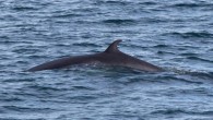 An “extremely rare” pod of about 20 minke whales has been spotted off the east coast of the Isle of Man, a conservation group has said. Manx Whale and Dolphin Watch (MWDW) said whales kept “popping up” during a “feeding […]