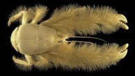The yeti crab, Kiwa hirsuta, is a deep-sea hydrothermal vent species discovered by a marine biologist from the French institute IFREMER in 2005 near Easter Island. Living in the pitch-dark at around 7,200 feet deep, the crabs are completely blind. […]