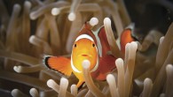 Ever wonder what life is like for the opposite sex? Just ask a parrotfish. Or oyster. They know, as do millions of other marine animals that are both male and female within a lifetime. Disney portrayed Nemo’s home as nurturing, […]