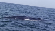 KARACHI: To the utter surprise of cetacean experts, a gigantic mother blue whale and calf were sighted off Churna Island, Balochistan on Sept 11. This is the first sighting of live blue whales in Pakistani waters. WWF-Pakistan’s trained skipper, Saeed […]