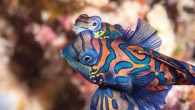 Underwater dating and mating games often look nothing like they do on land. Yet, the consequences of these strange sex acts surround us on every dive — both the abundance and variety of life result from successful sex in species […]