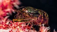 Elephants and howler monkeys are among the noisiest chatterboxes on Earth, but a few aquatic animals are also known for their shrieks, cries and songs. Listen carefully next time you dive, and you’ll likely hear a cacophony of sound. Meet […]