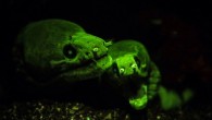 The August Sport Diver Snapshots Photo Contest featured photos highlighting the wonders of color. Congrats to our winner Daniel Halmi, who took this month’s top prize with an intriguing snapshot of two moray eels captured on a night dive using […]