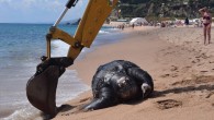 Barselona’nın 60 kilometre uzağındaki Calella şehrinde dev bir kaplumbağa sahile vurdu. 700 kilo ve 2 metre uzunluğundaki hayvanı görenler şaşkınlıklarını gizleyemedi.KEPÇE YARDIMIYLA SAHİLDEN ALINDIYetkililer, bu tarz bir olayın İspanya’da ikinci kez yaşadığını ifade etti. 700 kiloluk dev deniz kaplumbağası, sahilden […]
