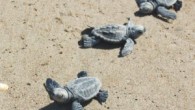 Muğla’nın Ortaca İlçesi’nde tedavileri tamamlanan 2 yetişkin Caretta Caretta ile 13 yavru denize bırakıldı. İztuzu sahilinde düzenlenen törende, Fethiye’de olta yutarak yaralanan ‘Mia’ ve Alagöl’de bir İngiliz turist tarafından yaralı halde bulunan ‘Kaptan Mehmet’ ismi verilen Caretta Caretta, Deniz Kaplumbağaları […]