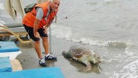 Muğla’nın Marmaris ilçesinde bir teknenin pervanesinin çarpması sonucu yaralanarak ölen Caretta Caretta sahile vurdu. Alınan bilgiye göre, Uzunyalı sahilinde şezlongların yanında cansız yatan Caretta Caretta cinsi kaplumbağayı gören turistler belediye yetkililerine haber verdi. Görevliler deniz kaplumbağasının öldüğünü tespit etti. Deniz […]
