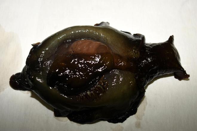 Çanakkale Onsekiz Mart Üniversitesi (ÇOMÜ) Coğrafya Bölümü öğrencisi Serkan Gürses,